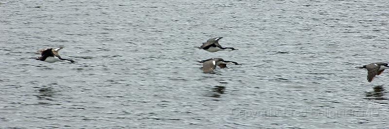 20071217 131056 D2X (203) 4200x1400.jpg - Birds in Flight, Laguna San Rafael